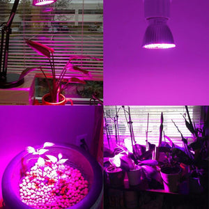 220 V LED Full Spectrum Plant grow light