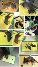 Load image into Gallery viewer, Mouse Rat Sticky Glue Traps

